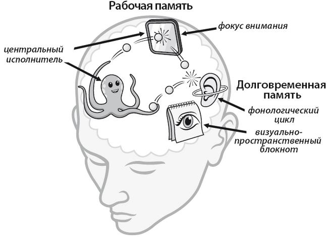 Рабочая память