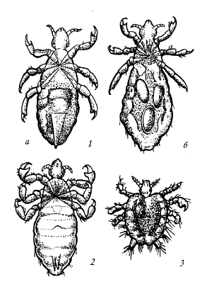Виды вшей. Платяная вошь самец. Платяная вошь возбудитель. Платяная вошь самка и самец.
