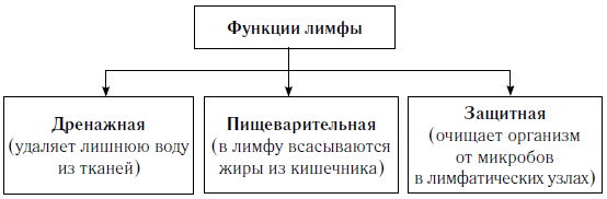 Состав лимфы схема