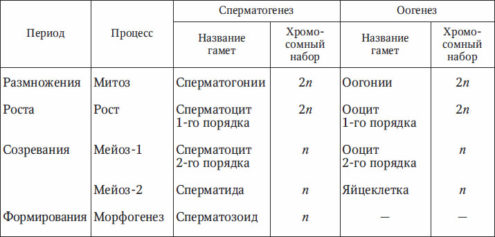 Овогенез схема и набор хромосом