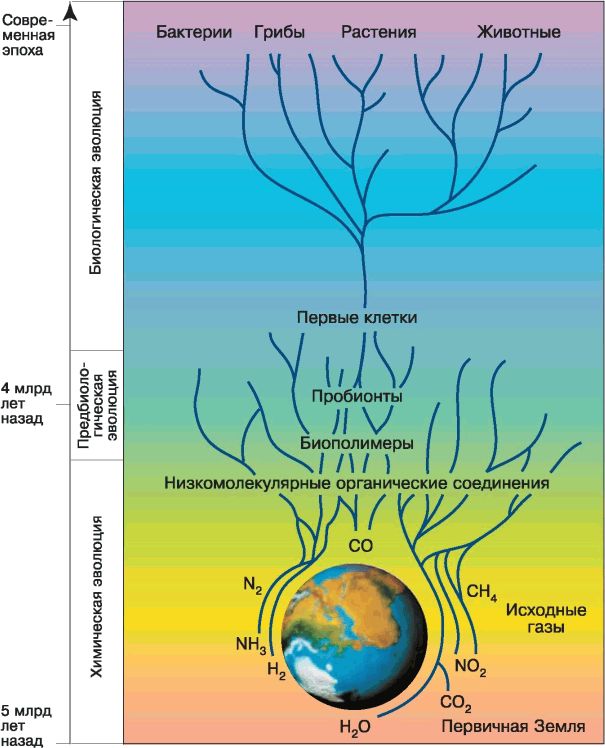 Происхождение жизни на земле схема