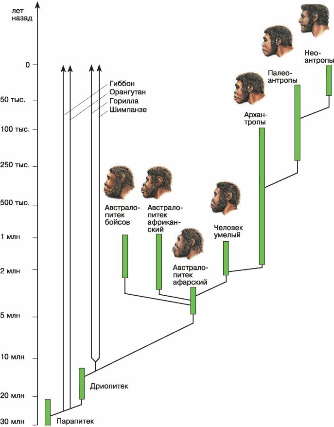 Схема эволюции человека 5 класс биология