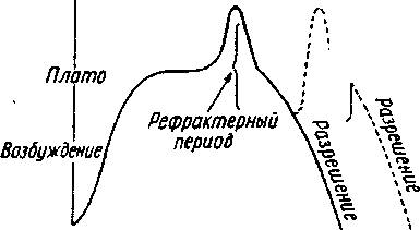 Женские и мужские циклы