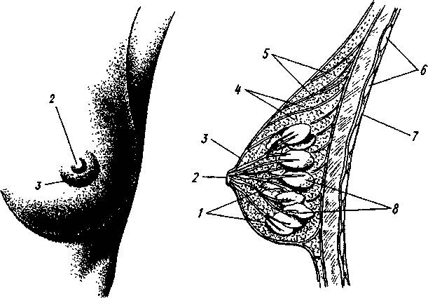 Схема женской груди