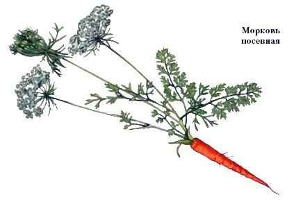 Соцветие зонтик морковь