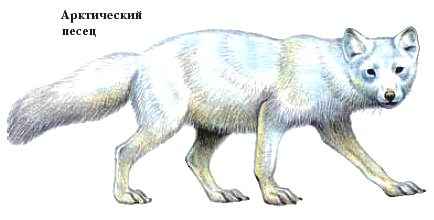 Песец картинка для детей на прозрачном фоне. Консументы тундры. Анатомия песца. Песец природная зона. Песец какой консумент.