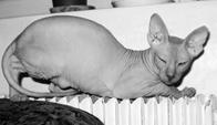 Котенок сфинкс волосатый