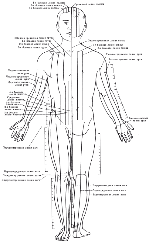 Линии тела. Топографические линии тела человека анатомия. Анатомические линии туловища человека. Линии тела человека анатомия схема. Срединная линия тела человека.
