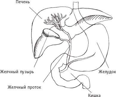 Схема желчного пузыря