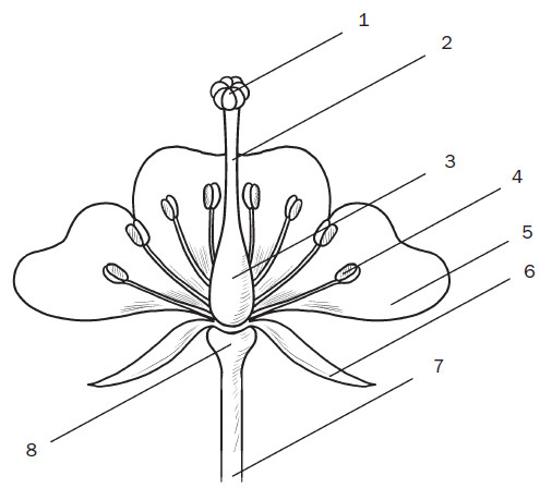 На рисунке подпишите названия частей цветка биология 6 класс