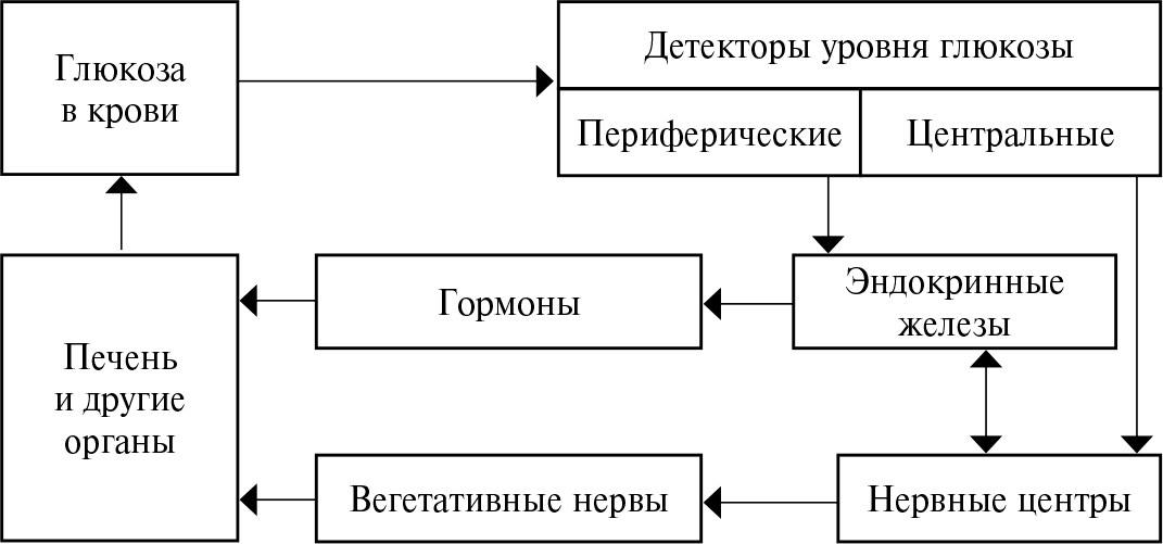 На рисунке изображена схема объясняющая механизм поддержания концентрации глюкозы в организме