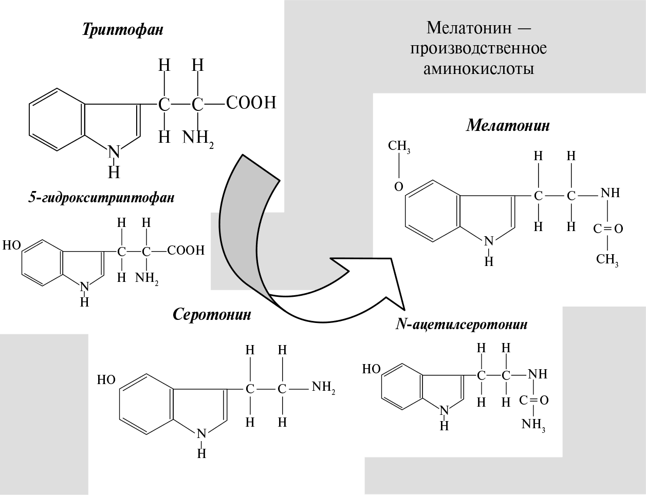 Схема синтеза меланина