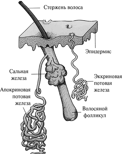 Как выглядит сальная железа на рисунке