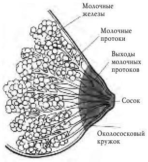 Схема женской груди