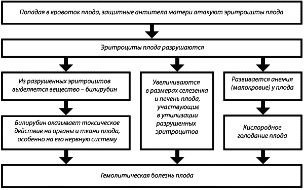 Патогенез гемолитической болезни. Механизм развития гемолитической болезни новорожденных. Гемолитическая болезнь новорожденных патогенез. Гемолитическая болезнь новорожденных схема. Патогенез ГБН У новорожденных схема.