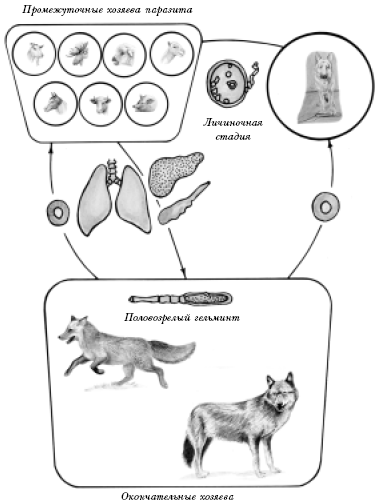 Цифрой обозначено на рисунке яйцо эхинококка. Жизненный цикл эхинококка схема. Эхинококкоз жизненный цикл схема. Стадии жизненного цикла эхинококка. Эхинококкоз цикл развития.