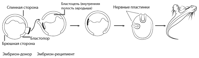 Эмбриональная индукция схема