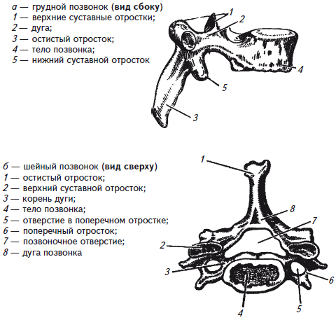 Нижний суставной отросток. Строение шейного позвонка вид сбоку. Шейный позвонок вид сверху и сбоку. Шейный позвонок анатомия вид сбоку. Седьмой шейный позвонок сбоку и сверху.