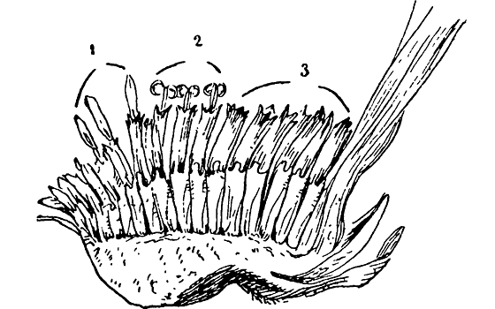 Строение корзинки. Строение корзинки подсолнечника. Строение василька синего. Корзинка василька.