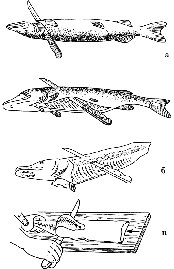 Как отделить рыбу от хребта. Схема разделки осетровой рыбы. Схема разделки чешуйчатой рыбы. Потрошение рыбы осетровых пород. Обработка рыбы разделка рыбы схема.