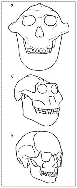 Череп австралопитека рисунок