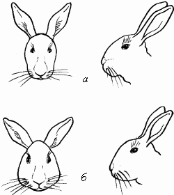 Кролик как отличить. Как отличить пол крольчат. Как распознать пол у крольчат. Кролик самка или самец как отличить. Как определить самка или самец у кроликов.