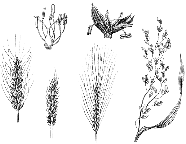 Злаки семейство рисунок