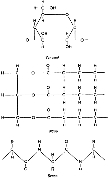 Формула белка и углеводов. Формула жира белка и углевода. Белки жиры углеводы химия. Структурные формулы белков жиров и углеводов. Молекулы белков жиров и углеводов.