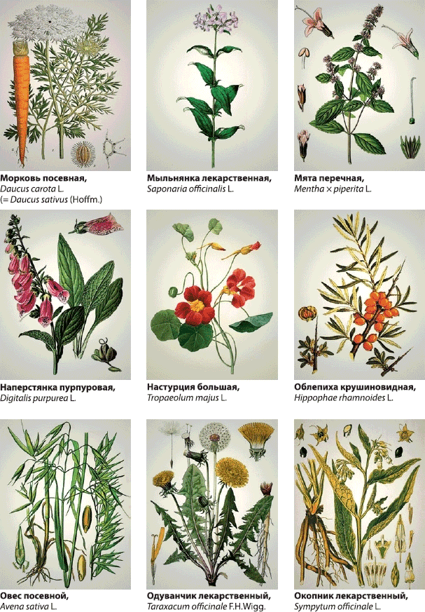 Полные названия растений. Лекарственные растения. Полезные растения. Лекарственные растения и их названия. Полезные травы и их названия.