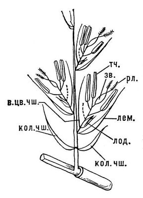 Цветок злака строение рисунок