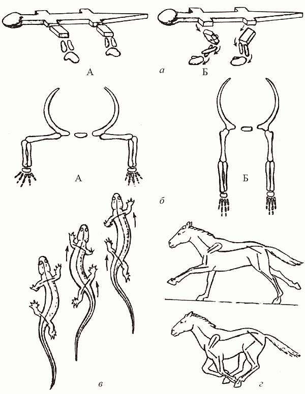 Схема строения конечностей наземного позвоночного