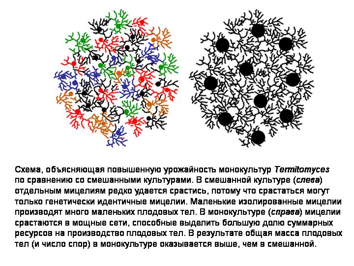 Эволюция кооперации. Что плохого в монокультуре.