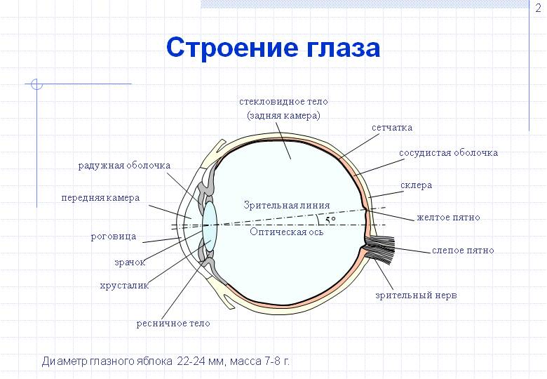 Изображение видимых предметов формируется на роговице радужке сетчатке