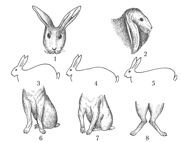 Сколько ног у кролика